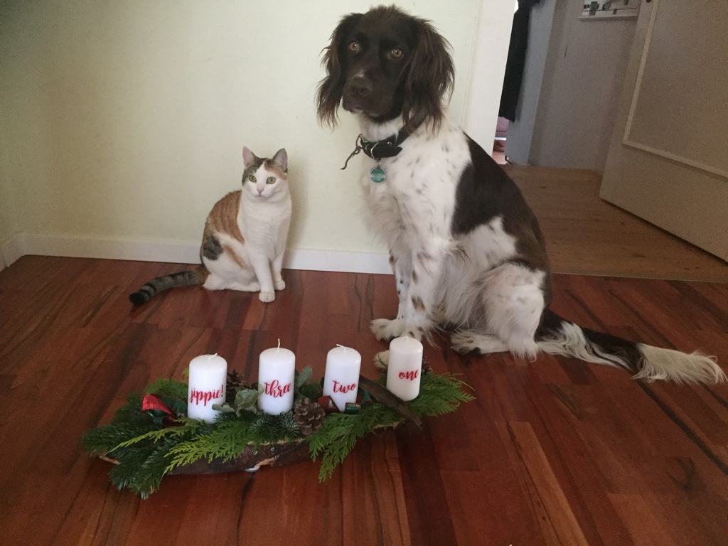 Advent mit Tieren